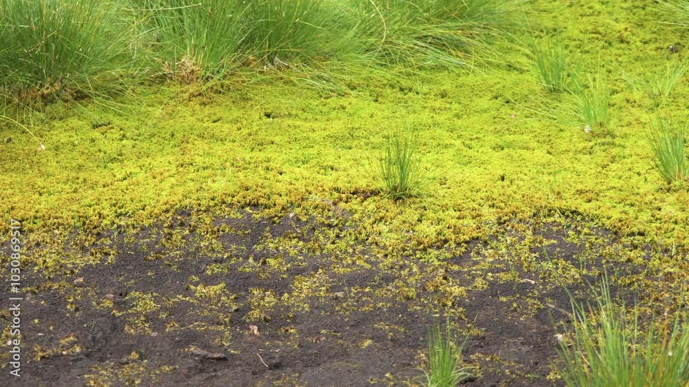 Swamp with cotton grass and peat moss plants. Lithuania - 08 20 2024. Swamp with cotton grass and peat moss plants. Lithuania - 08 20 2024.