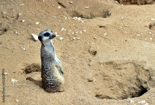 Suricatta on two legs in the sand on the sand
