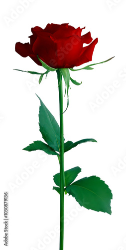 Beautiful red rose on transparent background. photo