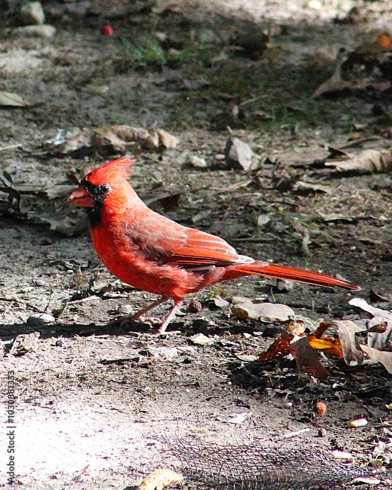 vibrant red cardinal profile in detail macro vibrant red cardinal profile in detail macro