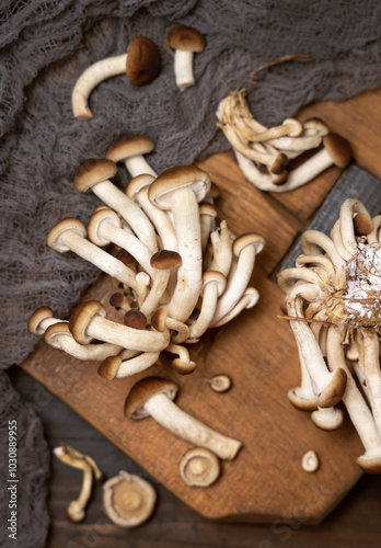 Fresh raw brown poplar mushrooms or velvet pioppini mushrooms on dark wood top view