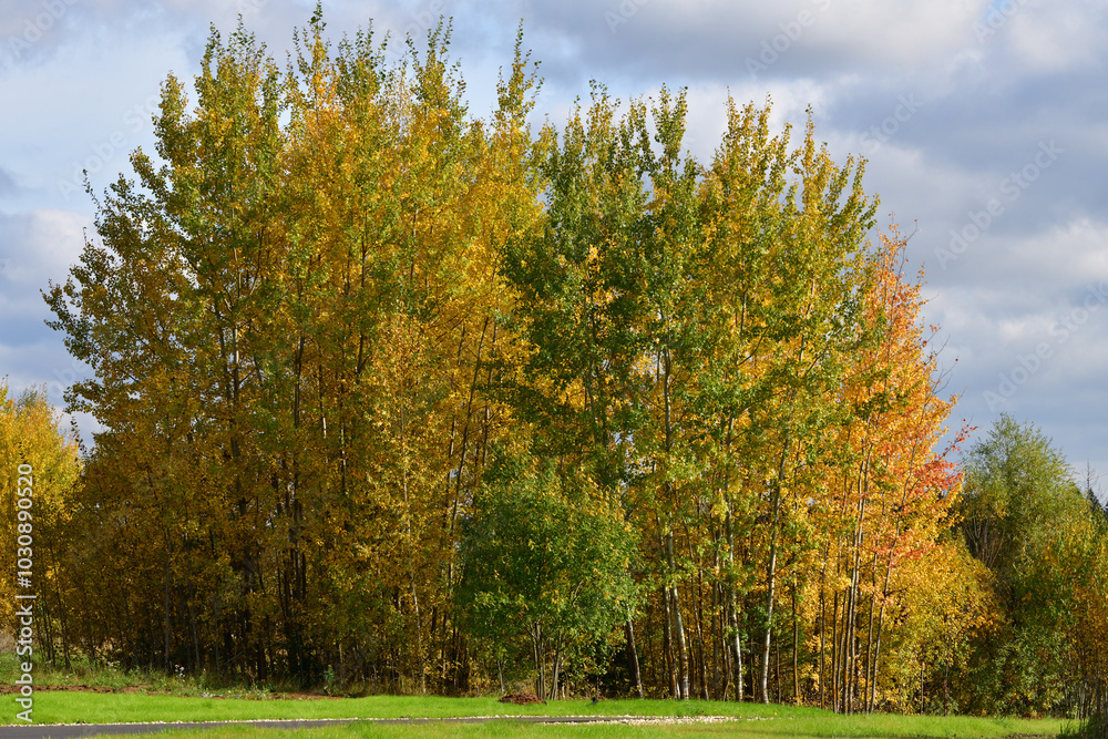 Golden autumn in a nature park in Russia Golden autumn in a nature park in Russia