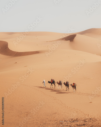 camellos en el desierto