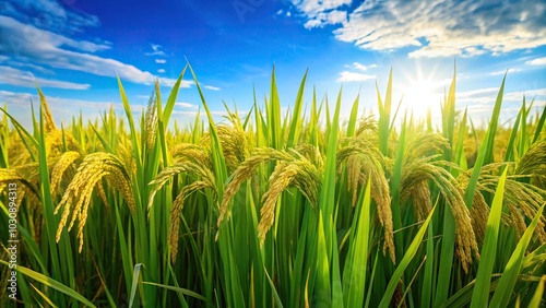 Fresh green paddy rice field with blurred blue sky and organic plants growing with organic fertilizers close-up