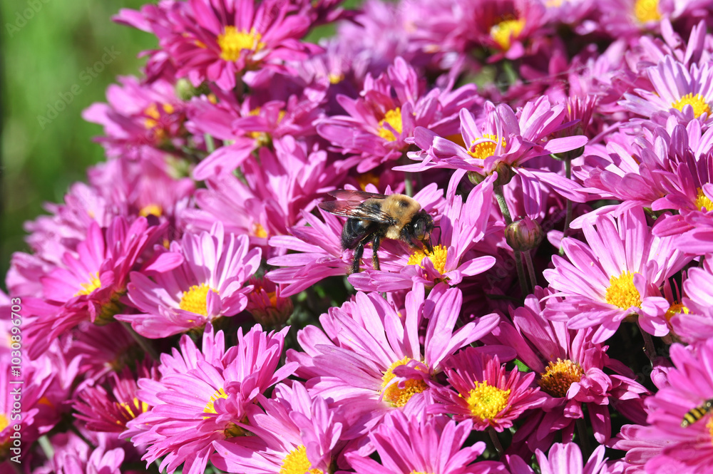 Bumblebee bee on pink chrysanthemums mums flowers Bumblebee bee on pink chrysanthemums mums flowers