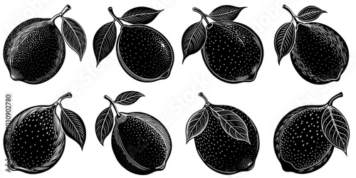 line art vector illustration collection of lemon with wood cutting style. isolate on a white background. SVG and PNG
