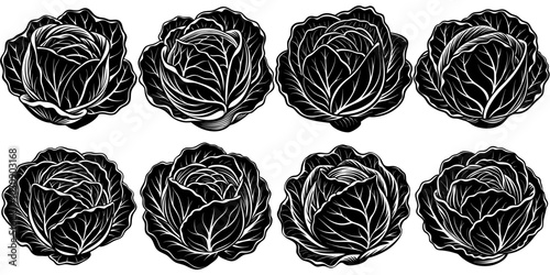 line art vector illustration collection of cabbage with wood cutting style. isolate on a white background. SVG and PNG

