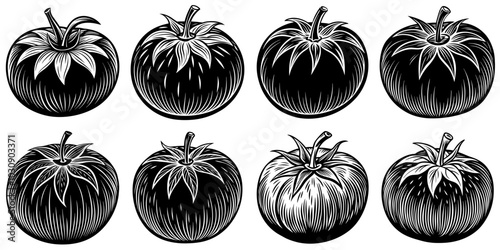 line art vector illustration collection of tomato with wood cutting style. isolate on a white background. SVG and PNG
