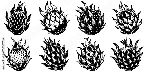 line art vector illustration collection of dragon fruit with wood cutting style. isolate on a white background. SVG and PNG
