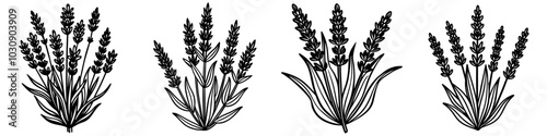line art vector illustration collection of lavender with wood cutting style. isolate on a white background. SVG and PNG
