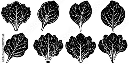 line art vector illustration collection of spinach with wood cutting style. isolate on a white background. SVG and PNG
