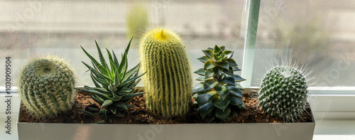 Groupe of small cactuses and succulents in the rectangle pot near the window photo