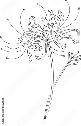 A light blue flower on a white background is an isolated Closeup. big shaggy flower. for design. Dahlia., Chrysanthemum flower