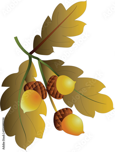 Sprig of oak with acorns. Vector illustration. Isolated on white. Cartoon style.