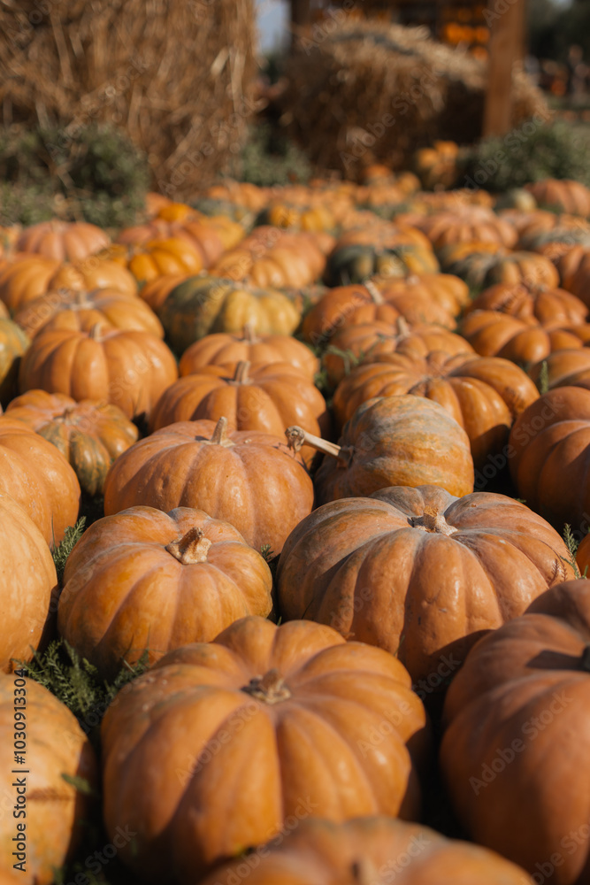 pumpkins in a field pumpkins in a field