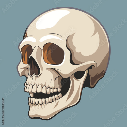 human skull illustration