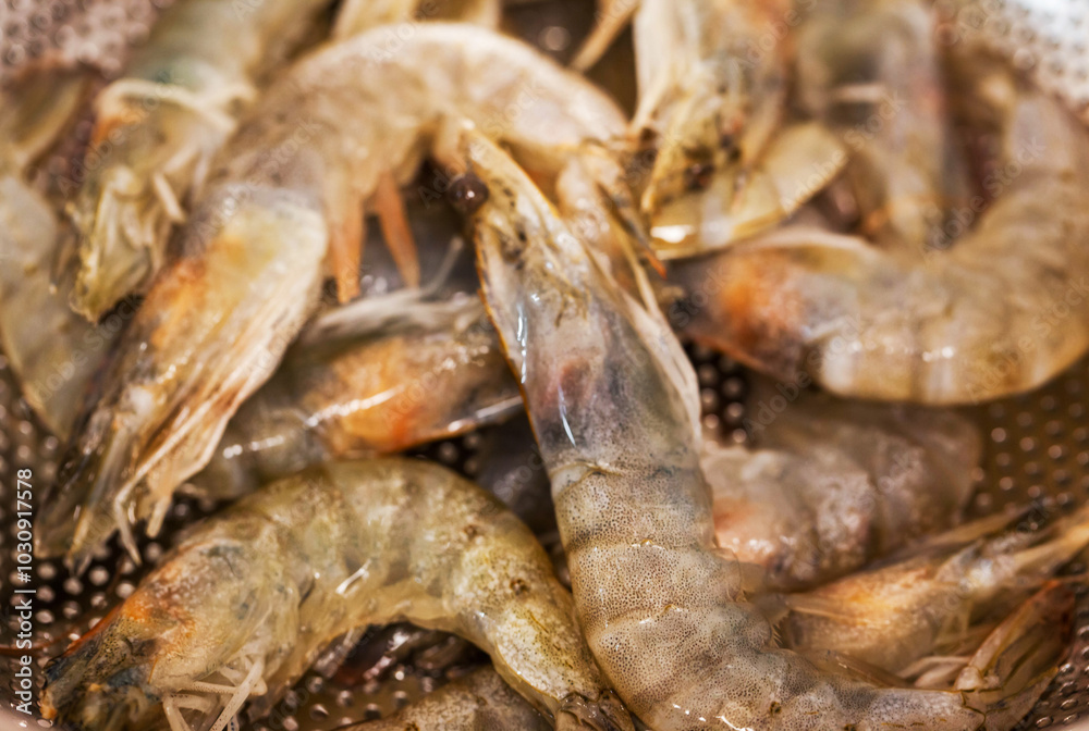 Raw fresh langoustines in colander ready to cook Raw fresh langoustines in colander ready to cook