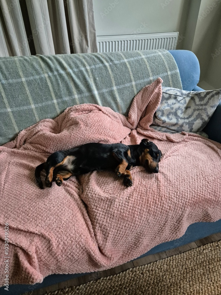 Sleeping Dachshund Sleeping Dachshund