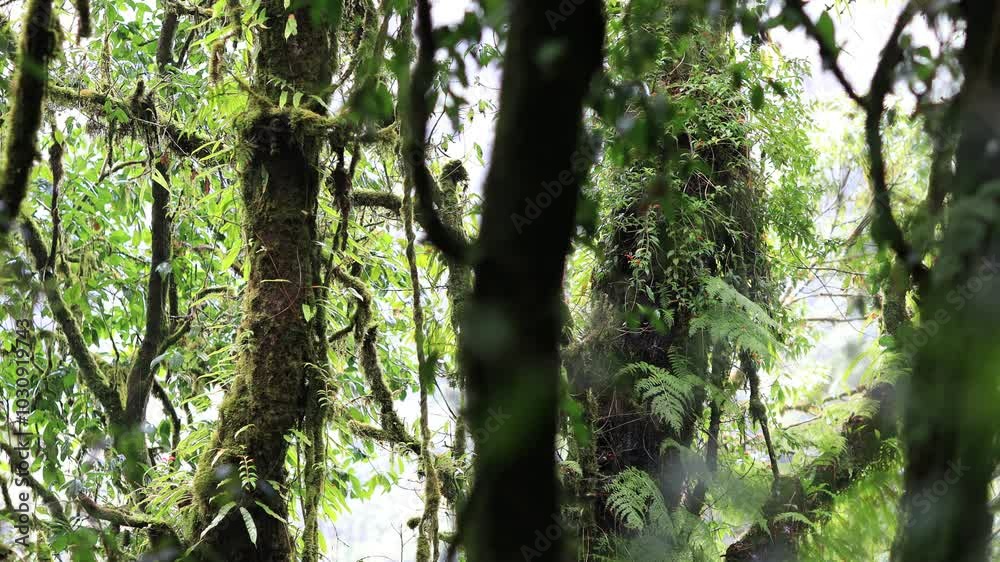 Natural video background of water from a high waterfall on a big mountain, amidst big trees in a tropical forest, with ferns, moss, flowers, cool and windy atmosphere during a nature trip. Natural video background of water from a high waterfall on a big mountain, amidst big trees in a tropical forest, with ferns, moss, flowers, cool and windy atmosphere during a nature trip.