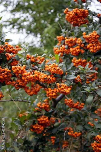 Yellow rowan