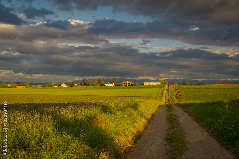 Obraz premium Rural landscape in Switzerland, cultivated fields.