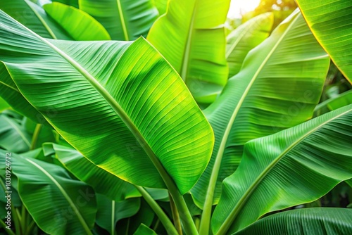 Green banana leaves against nature backdrop photo