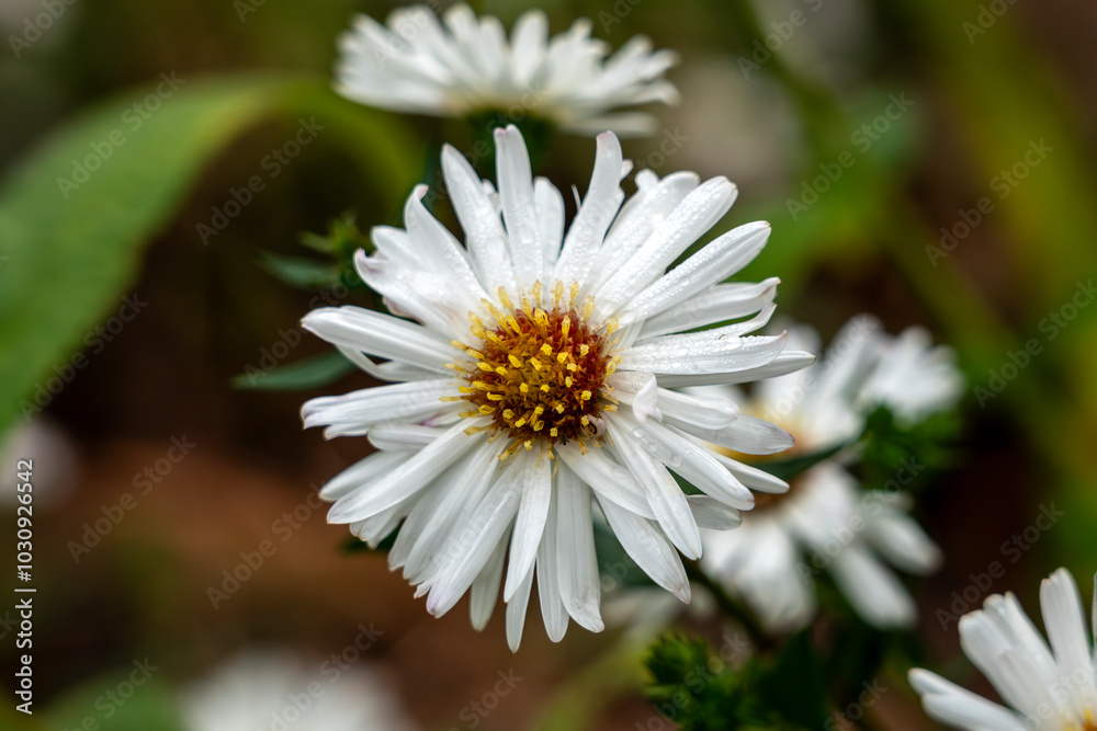 Obraz premium Symphyotrichum aster novi belgii 'White Ladies' an herbaceous summer autumn perennial flower plant with a white summertime flower commonly known as Michaelmas daisy, stock photo image