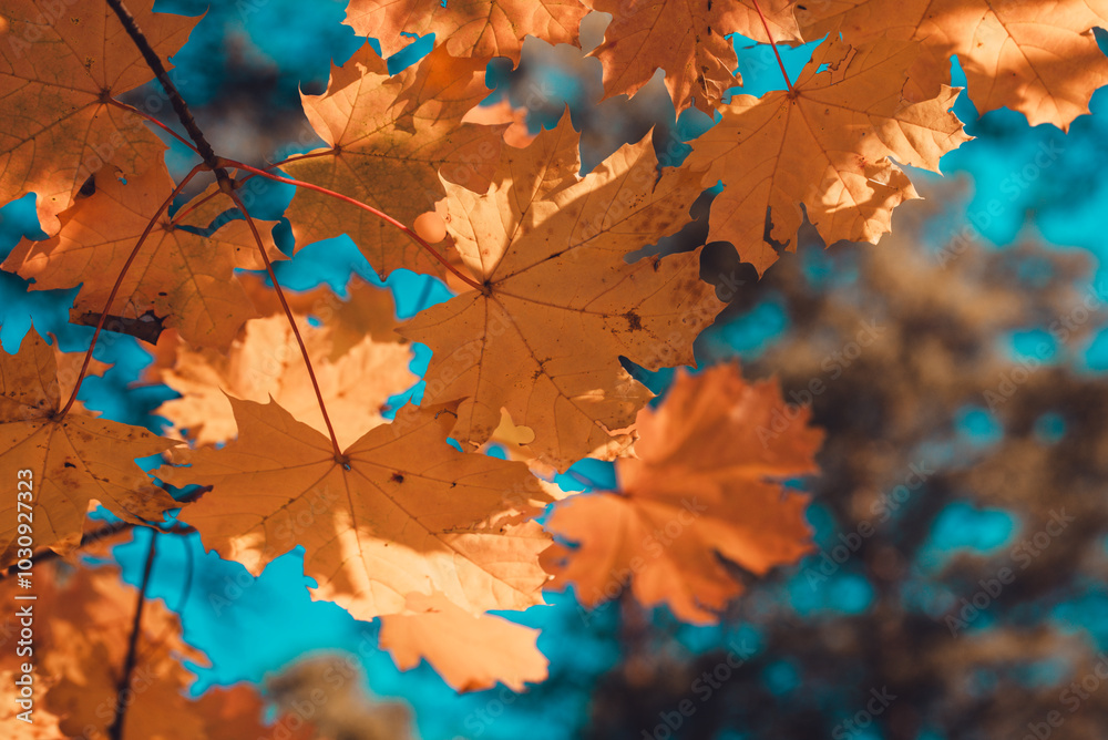 Autumn background with colorful maple leaves Autumn background with colorful maple leaves