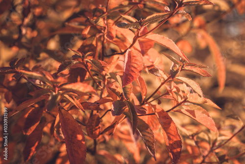 Warm autumn background with colorful leaves photo