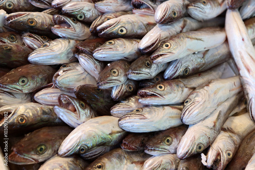 Codfish for sale in a fish shop