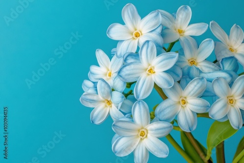 Close-up of blue spring flowers on blue background, delicate pastel colors, floral nature art