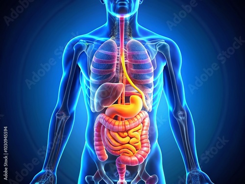 Detailed Label Diagram of the Human Digestive System for Educational Use in Biology and Health Science Studies