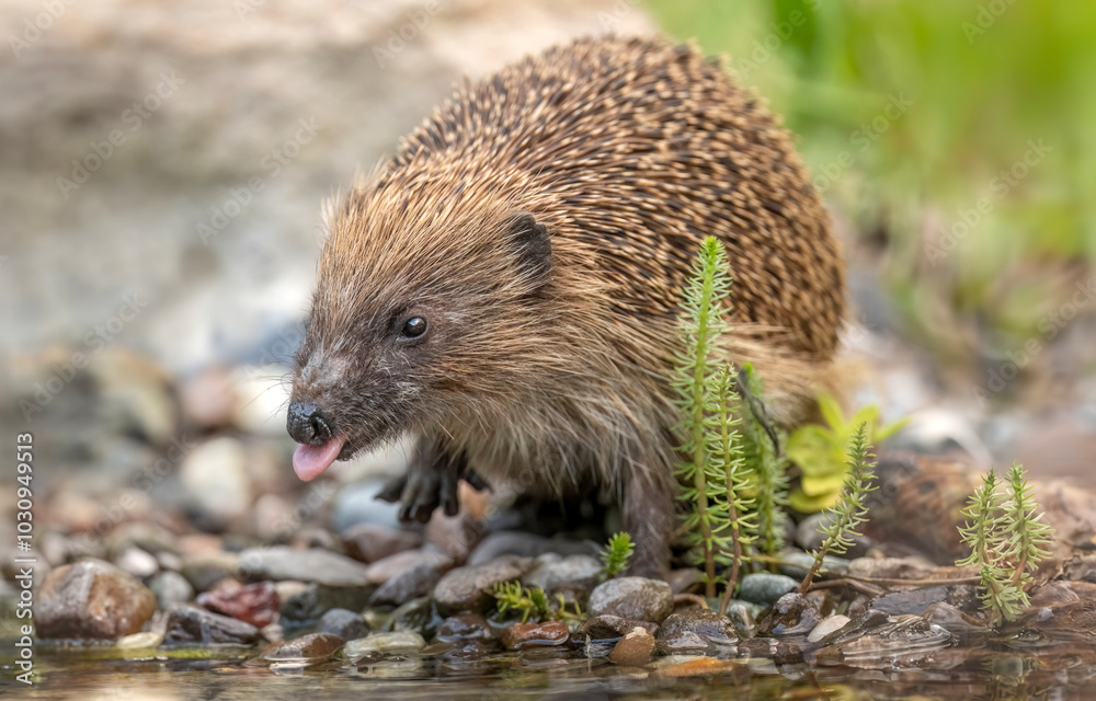 Hedgehog on pebbles beside a pond, drinking Hedgehog on pebbles beside a pond, drinking