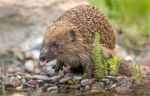 Hedgehog on pebbles beside a pond, drinking