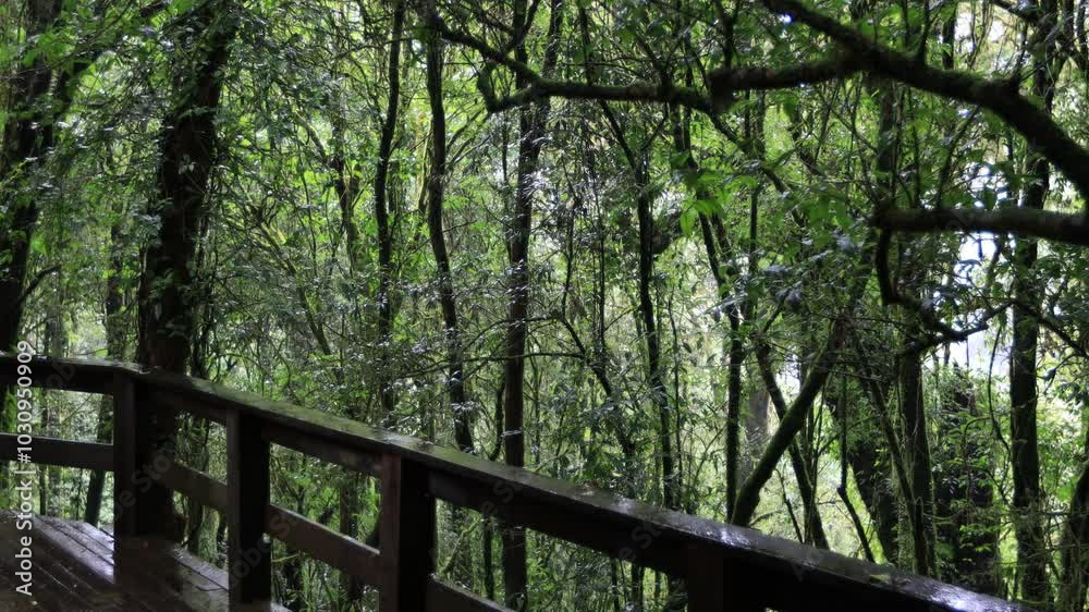 Natural video background of water from a high waterfall on a big mountain, amidst big trees in a tropical forest, with ferns, moss, flowers, cool and windy atmosphere during a nature trip. Natural video background of water from a high waterfall on a big mountain, amidst big trees in a tropical forest, with ferns, moss, flowers, cool and windy atmosphere during a nature trip.