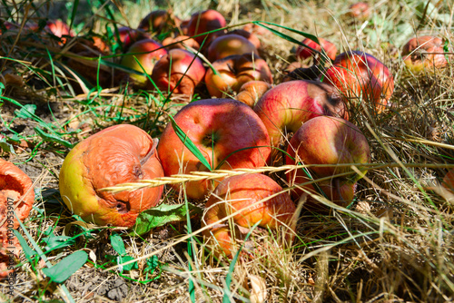 Bunch of rotten and damaged fruits on the ground in the nature. A pile toxic, bad and unusable apples in autumn. Organic food waste. Reducing Food Waste. photo