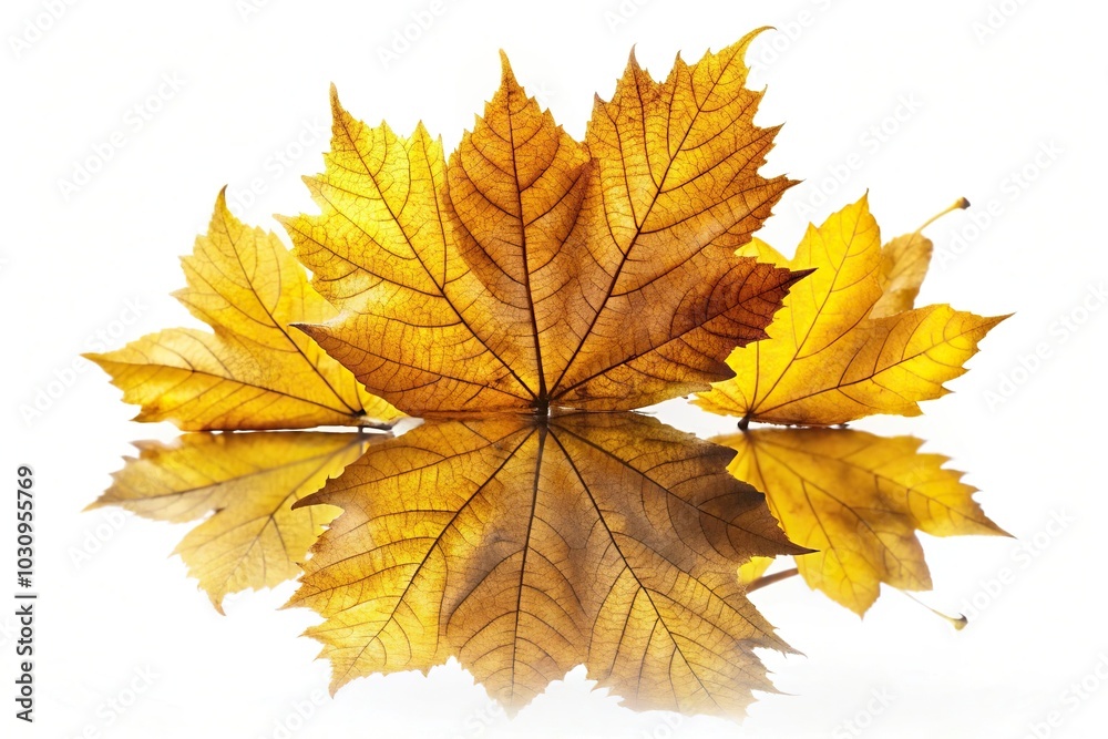 Yellow and brown leaf reflecting on white background Yellow and brown leaf reflecting on white background