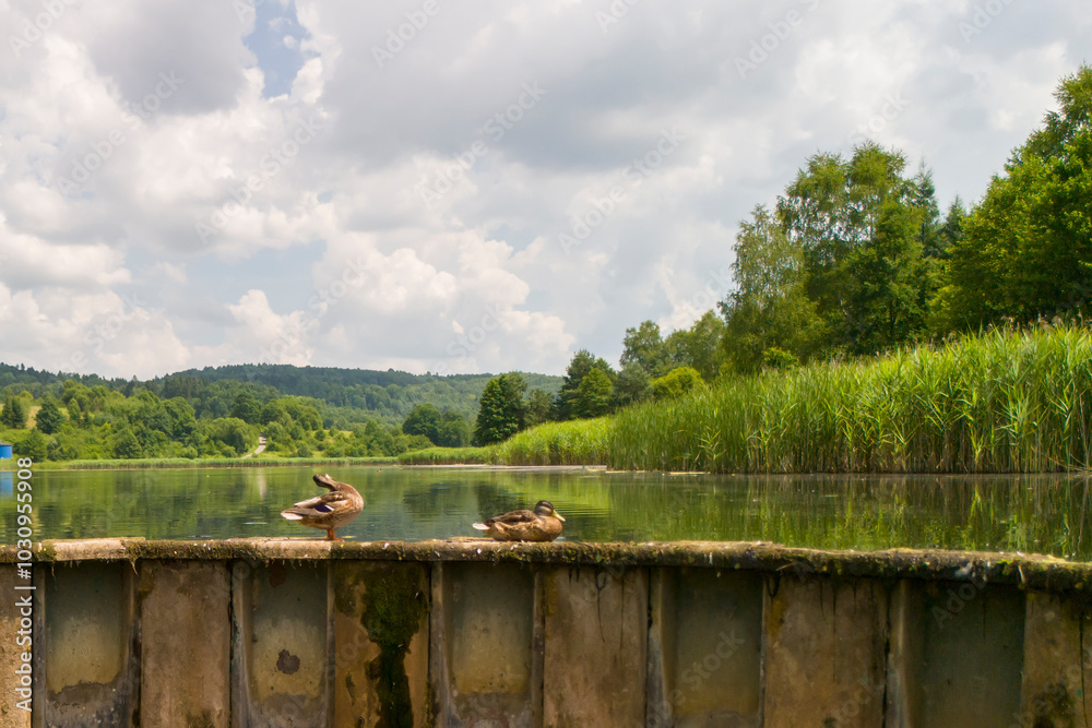 Two ducks resting on a dock by a serene lake, surrounded by lush greenery and clouds in the sky. A peaceful natural scene ideal for relaxation and nature appreciation. Two ducks resting on a dock by a serene lake, surrounded by lush greenery and clouds in the sky. A peaceful natural scene ideal for relaxation and nature appreciation.
