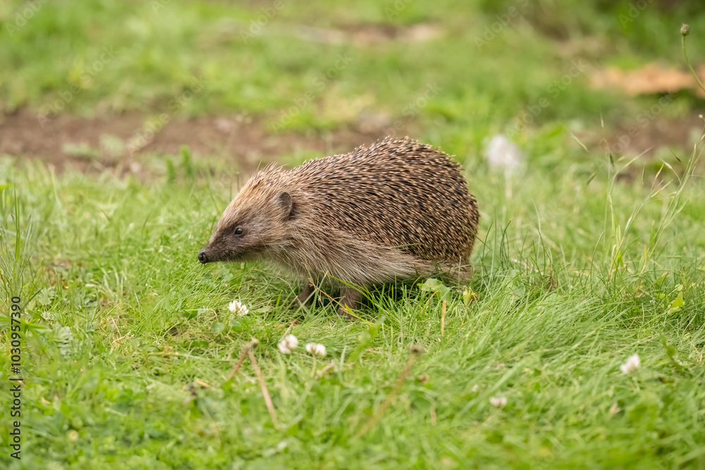 Hedgehog, going for a walk on the grass Hedgehog, going for a walk on the grass