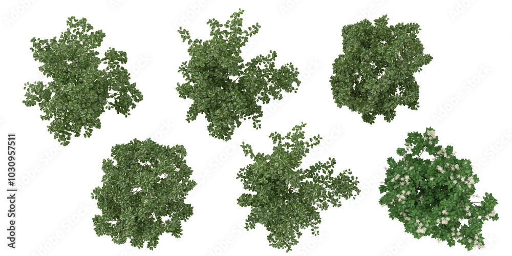 Collection of Ficus benjamina,American Fringe bush on transparent background from the top view Collection of Ficus benjamina,American Fringe bush on transparent background from the top view