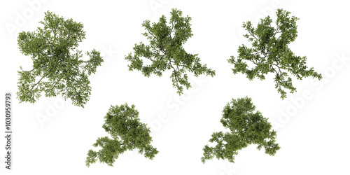 collection of tridentata plant isolated on white background from top view