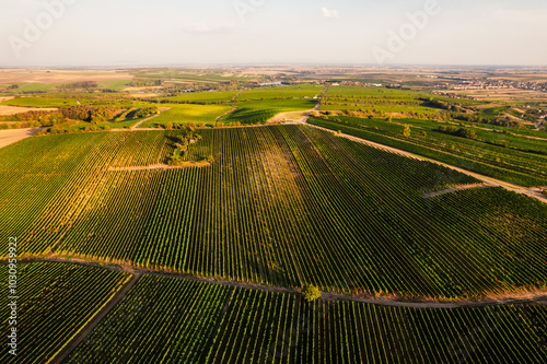 Chapel Hradistek near Velke Bilovice Czech Republic. Vineyard rows in bright sunlight, nestled between hills and trees. Sunlit agricultural wine landscape. photo