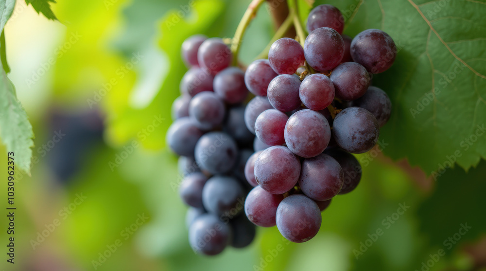 Fresh Purple Grapes on Vibrant Green Background and Wine Grapes in Vineyard for Healthy Living and Agricultural Concepts Fresh Purple Grapes on Vibrant Green Background and Wine Grapes in Vineyard for Healthy Living and Agricultural Concepts