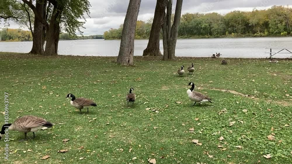 Canada geese on the grass next to river Canada geese on the grass next to river