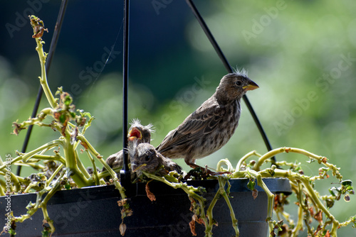 Bird babies