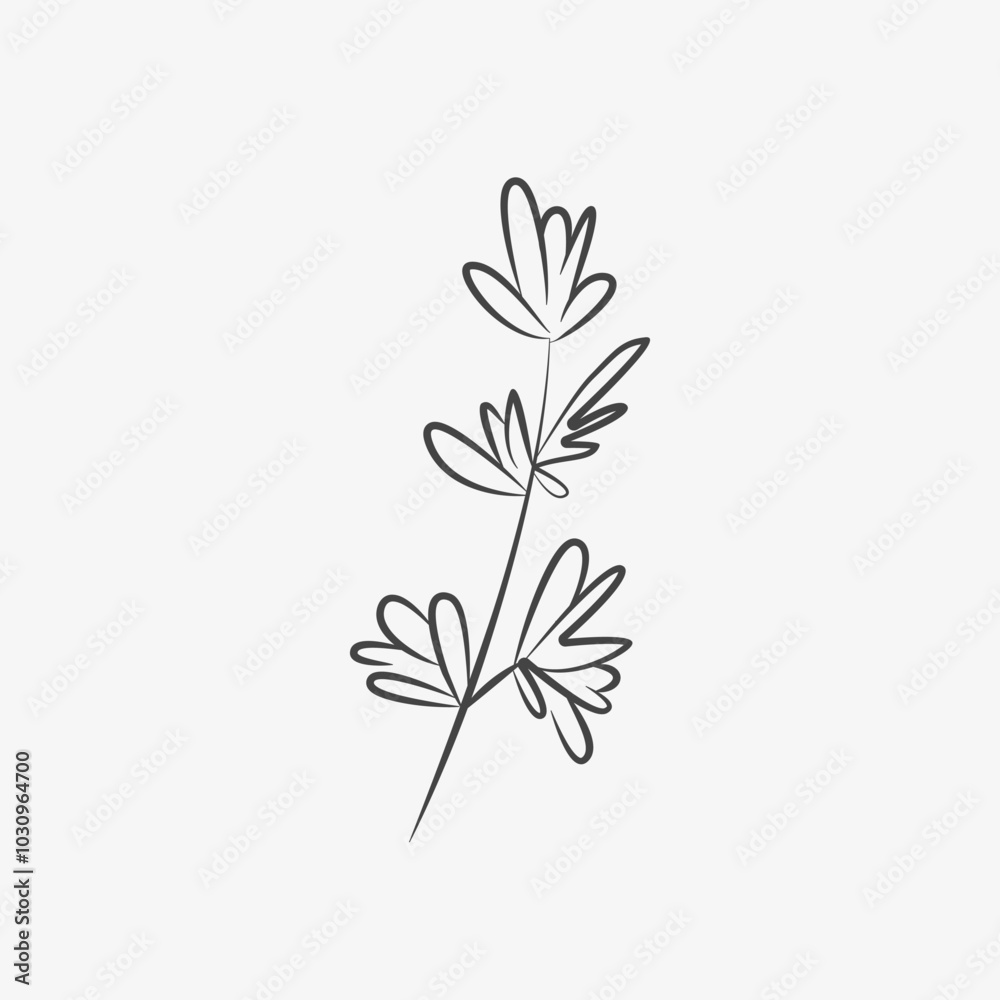 Hand drawn thyme, sketch. Herb, culinary spice, ingredient for meal. Vector Hand drawn thyme, sketch. Herb, culinary spice, ingredient for meal. Vector