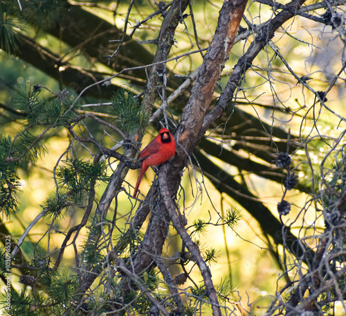 Cardinal visit