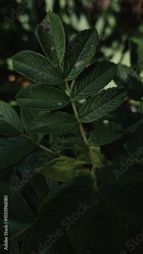 leaves of a plant
