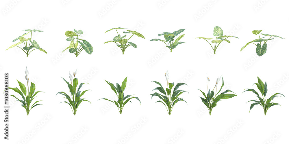 set of Philodendron Verrucosum,Spathiphyllum plants on transparent background set of Philodendron Verrucosum,Spathiphyllum plants on transparent background