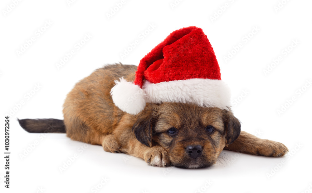 One dog in a Christmas hat. One dog in a Christmas hat.